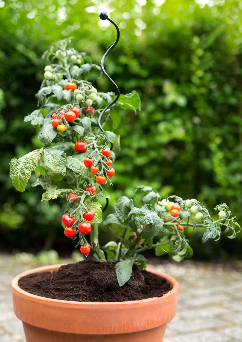 Outlet Peacock Stützstab Spiral grün D 5 H 75 cm Rankhilfen|Pflanzenstützen