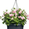 Online Petunie (Petunia) D 25 H 40 cm Einjährige Pflanzen|Petunien