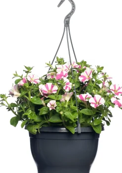 Online Petunie (Petunia) D 25 H 40 cm Einjährige Pflanzen|Petunien