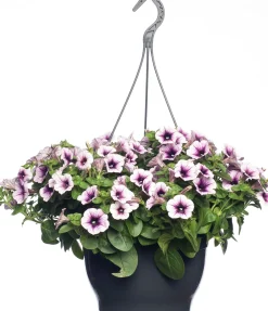 Online Petunie (Petunia) D 25 H 40 cm Einjährige Pflanzen|Petunien