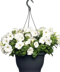 Online Petunie (Petunia) D 25 H 40 cm Einjährige Pflanzen|Petunien