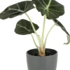 Outlet Pfeilblatt (Alocasia 'Black Velvet') D 6 cm H 10 cm Kleine Zimmerpflanzen|Grünpflanzen