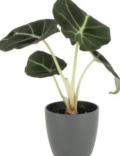 Outlet Pfeilblatt (Alocasia 'Black Velvet') D 6 cm H 10 cm Kleine Zimmerpflanzen|Grünpflanzen