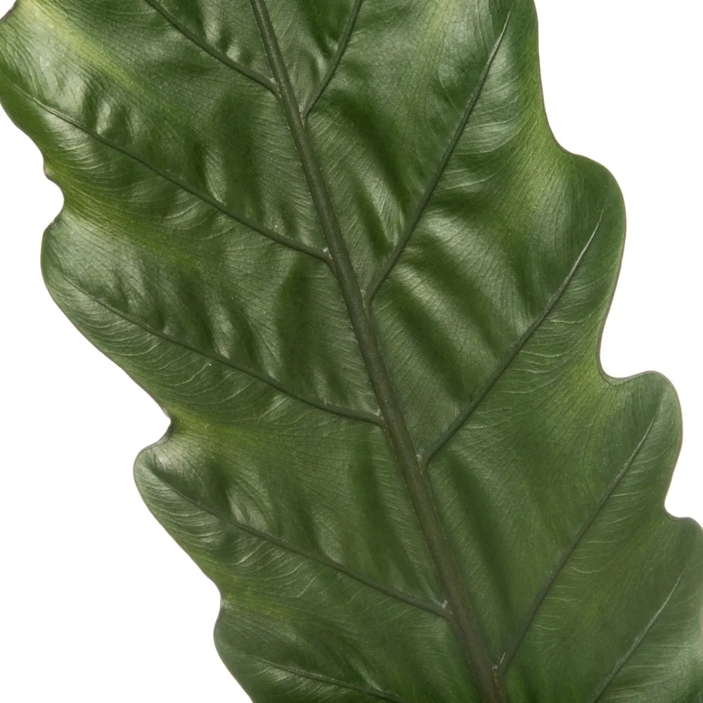 Best Pfeilblatt (Alocasia 'Lauterbachiana') D 19 cm H 75 cm Grünpflanzen|Alocasia