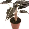 Sale Pfeilblatt (Alocasia 'Polly') D 6 H 15 cm Kleine Zimmerpflanzen|Grünpflanzen