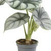 Discount Pfeilblatt (Alocasia 'Silver Dragon') D 6 H 17;5 cm Kleine Zimmerpflanzen|Grünpflanzen
