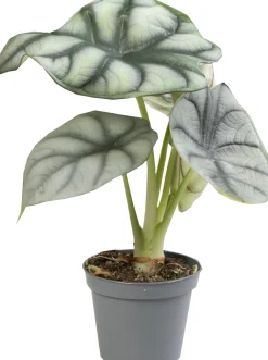 Discount Pfeilblatt (Alocasia 'Silver Dragon') D 6 H 17;5 cm Kleine Zimmerpflanzen|Grünpflanzen