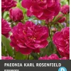 Clearance Pfingstrose (Paeonia 'Karl Rosenfeld') Blumenzwiebel 1 St. Sommer-Blüher|Blumenzwiebeln