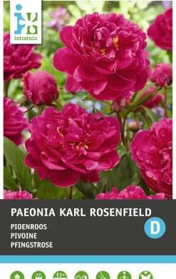 Clearance Pfingstrose (Paeonia 'Karl Rosenfeld') Blumenzwiebel 1 St. Sommer-Blüher|Blumenzwiebeln