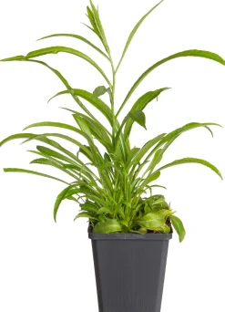 Online Pfirsichblättrige Glockenblume (Campanula persicifolia 'Coerulea') D 9 H 5 cm Blühende Pflanzen|Mehrjährige Pflanzen