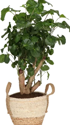 Outlet Pflanzenarrangement Zimmerpflanzen-Mix im Korb D 22 H 50 cm Pflanzenarrangements