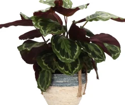 Outlet Pflanzenarrangement Zimmerpflanzen-Mix im Korb D 22 H 50 cm Pflanzenarrangements