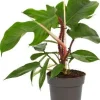 New Philodendron (Philodendron squamiferum) D 14 H 40 cm Grünpflanzen|Philodendron