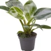 Best Philodendron (Philodendron 'White Measure') D 6 H 15 cm Kleine Zimmerpflanzen|Grünpflanzen