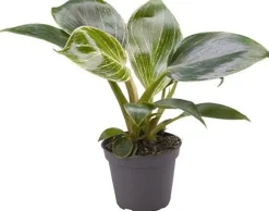 Best Philodendron (Philodendron 'White Measure') D 6 H 15 cm Kleine Zimmerpflanzen|Grünpflanzen