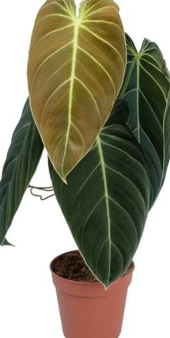 Sale Philodendron (Philodendron melanochrysum) D 12 H 40 cm Grünpflanzen|Philodendron