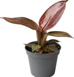 Philodendron (Philodendron 'Red Sun') D 6 H 15 cm Kleine Zimmerpflanzen|Grünpflanzen