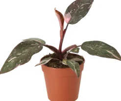 New Philodendron (Philodendron 'Pink Princess') D 12 H 40 cm Grünpflanzen|Philodendron