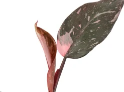 New Philodendron (Philodendron 'Pink Princess') D 12 H 40 cm Grünpflanzen|Philodendron