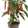 Clearance Pick-&-Joy Chili rot (Capsicuum Anuum) D 14 H 40 cm Obst, Gemüse & Kräuter|Gemüsepflanzen