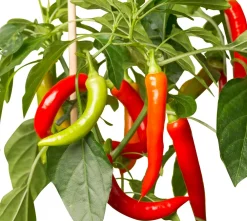 Clearance Pick-&-Joy Chili rot (Capsicuum Anuum) D 14 H 40 cm Obst, Gemüse & Kräuter|Gemüsepflanzen