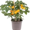Outlet Pick-&-Joy Kirschtomate gelb (Solanum lycopersicum) D 14 H 30 cm Obst, Gemüse & Kräuter|Gemüsepflanzen