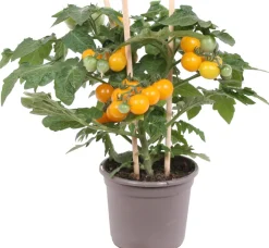 Outlet Pick-&-Joy Kirschtomate gelb (Solanum lycopersicum) D 14 H 30 cm Obst, Gemüse & Kräuter|Gemüsepflanzen