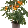 Pick-&-Joy Kirschtomate orange (Solanum lycopersicum) D 14 H 40 cm Obst, Gemüse & Kräuter|Gemüsepflanzen