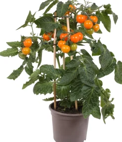 Pick-&-Joy Kirschtomate orange (Solanum lycopersicum) D 14 H 40 cm Obst, Gemüse & Kräuter|Gemüsepflanzen