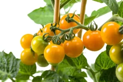 Pick-&-Joy Kirschtomate orange (Solanum lycopersicum) D 14 H 40 cm Obst, Gemüse & Kräuter|Gemüsepflanzen