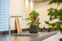 Pick-&-Joy Kirschtomate orange (Solanum lycopersicum) D 14 H 40 cm Obst, Gemüse & Kräuter|Gemüsepflanzen