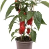 New Pick-&-Joy Mini-Paprika rot (Capsicum Annuum) D 14 H 40 cm Obst, Gemüse & Kräuter|Gemüsepflanzen
