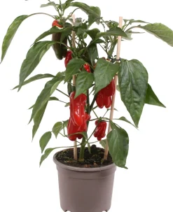 New Pick-&-Joy Mini-Paprika rot (Capsicum Annuum) D 14 H 40 cm Obst, Gemüse & Kräuter|Gemüsepflanzen