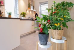 New Pick-&-Joy Mini-Paprika rot (Capsicum Annuum) D 14 H 40 cm Obst, Gemüse & Kräuter|Gemüsepflanzen