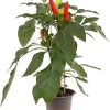 Best Pick-&-Joy Paprika mild (Capsicuum Anuum) D 14 H 40 cm Obst, Gemüse & Kräuter|Gemüsepflanzen