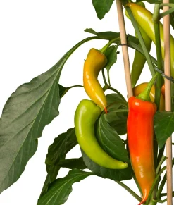 Best Pick-&-Joy Paprika mild (Capsicuum Anuum) D 14 H 40 cm Obst, Gemüse & Kräuter|Gemüsepflanzen