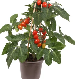 Sale Pick-&-Joy Pflaumentomate rot (Solanum lycopersicum) D 14 H 40 cm Obst, Gemüse & Kräuter|Gemüsepflanzen