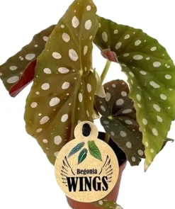 Discount Polka-Dot Begonie (Begonia maculata) D 6 H 20 cm Kleine Zimmerpflanzen|Grünpflanzen