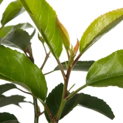 Best Portugiesischer Kirschlorbeer (Prunus lusitanica) Heckenpflanzen|Immergrüne Pflanzen