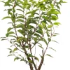 Sale Portugiesischer Kirschlorbeer (Prunus lusitanica 'Angustifolia') D 23 H 50 cm Immergrüne Pflanzen|Winterharte Pflanzen