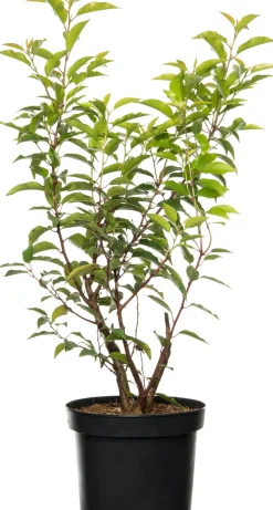 Sale Portugiesischer Kirschlorbeer (Prunus lusitanica 'Angustifolia') D 23 H 50 cm Immergrüne Pflanzen|Winterharte Pflanzen
