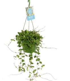 Sale Porzellanblume (Hoya puber) D 14 H 40 cm Grünpflanzen|Porzellanblume