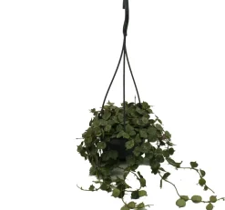 Best Porzellanblume im Hängetopf (Hoya curtisii) D 10,5 H 15 cm Kleine Zimmerpflanzen|Grünpflanzen