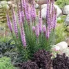 Sale Prachtscharte (Liatris spicata) Mehrjährige Pflanzen|Blühende Pflanzen