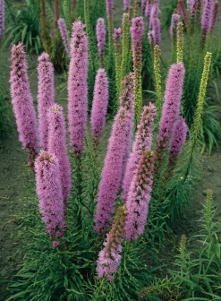 Clearance Prachtscharte (Liatris spicata 'Floristan Violett') D 9 H 5 cm Blühende Pflanzen|Mehrjährige Pflanzen