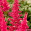 Sale Prachtspiere (Astilbe (A) 'Fanal') Winterharte Pflanzen|Blühende Pflanzen