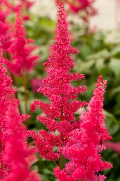 Sale Prachtspiere (Astilbe (A) 'Fanal') Winterharte Pflanzen|Blühende Pflanzen