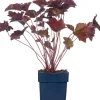 New Purpurglöckchen (Heuchera micrantha 'Palace Purple') Mehrjährige Pflanzen