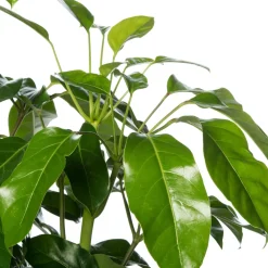 Queensland-Strahlenaralie (Schefflera actinophylla 'Amate') D 24 cm H 110 cm Große Pflanzen|Grünpflanzen