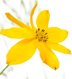 Clearance Quirlblättriges Mädchenauge (Coreopsis verticillata) D 11 H 5 cm Blühende Pflanzen|Mehrjährige Pflanzen